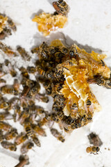 Colony of Honey Bees and some Honeycomb