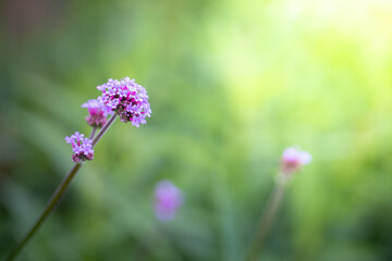 The background image of the colorful flowers