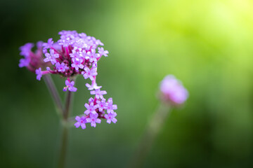 The background image of the colorful flowers