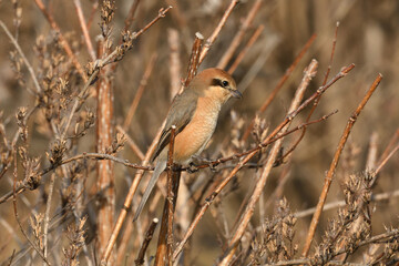 Bull-headed shrike perching on a branch.