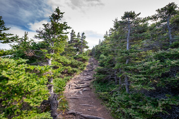 A narrow hiking path or trekking route headed upwards through tall evergreen trees in the forest....