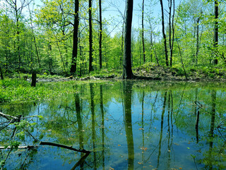 Pond in the forest.