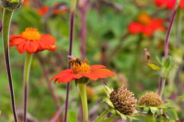 Close-up of a honet bee collecting pollen from a bright orange flower.