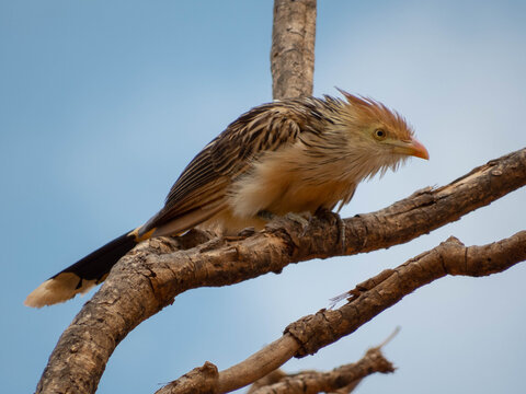 bird red backed shrike on branch (Guira guira)