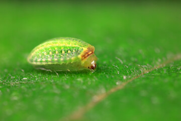moth larvae on plants in nature