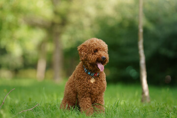 small chocolate poodle on the grass. Pet in nature. Cute dog like a toy 