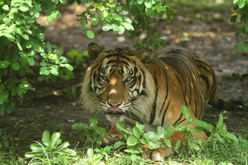 tiger in the jungle