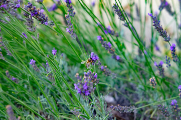 bee on a lavender flower in the garden