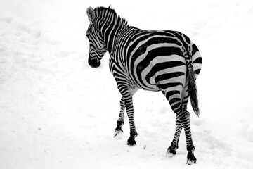 zebra on snow