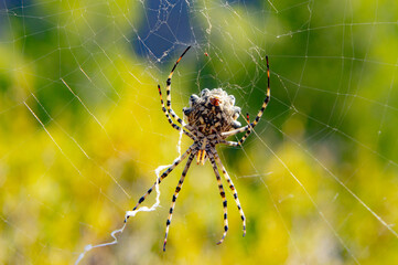 spider on web