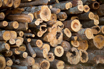 Woodpile of cut Lumber for forestry industry. Background with space for text or image.