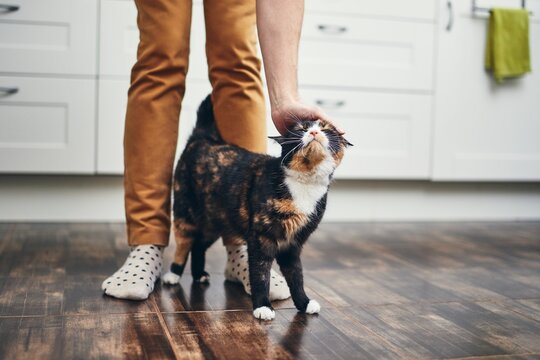 Low Section Of Man With Cat On Hardwood Floor In Kitchen At Home