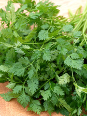 ハーブ　チャービル