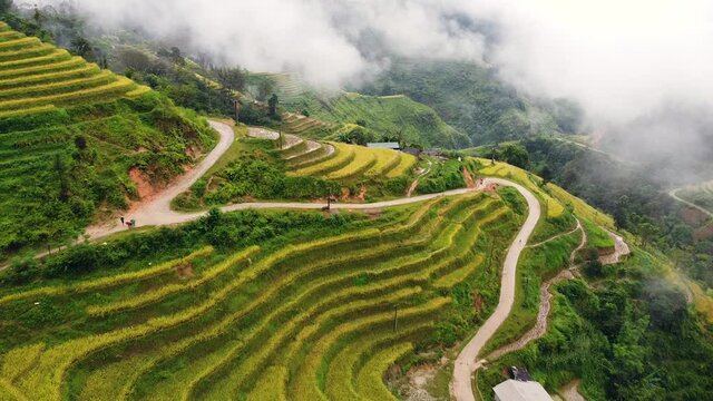 Magnificent yellow rice terraces on the hilly landscape with winding road.