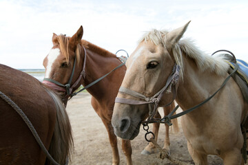 Obraz premium Horses at the Swan Lake Racecourse in Zhangbei County, China