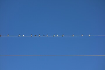 birds on electric cables in outdoor blue sky