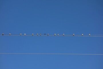 birds on electric cables in outdoor blue sky