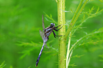 Dragonflies inhabit weeds in North China