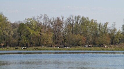 A herd of cows grazing on the Vistula River in Poland