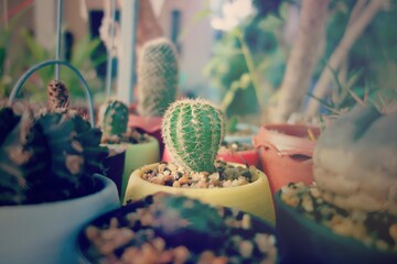 cactus flower pot