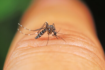 Aedes albopictus sucks blood on people's hands