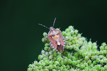stink bug inhabit plants in North China