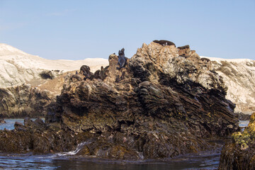 marine fauna resting on rock in the Marcona sea