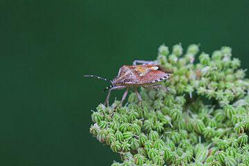 stink bug inhabit plants in North China