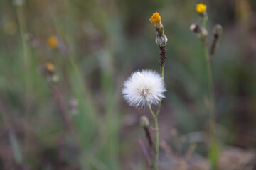 Close-up of blooming dandelion in wild grass