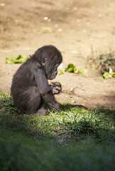 Baby female Gorilla in the grass