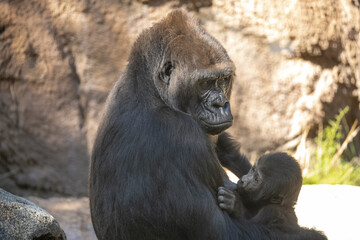 Baby Gorilla suckling at her Mother's breast