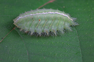 Echinococcus compressa Larva