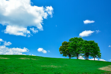 Fototapeta na wymiar 青空と樹木のイメージ