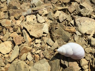 The loneliness of a shell within the drought