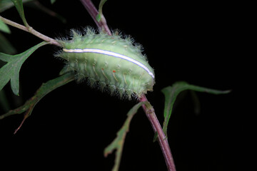Echinococcus compressa Larva