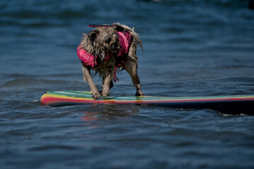 Cachorro sobre tabla de surf en el mar. Nayarit, M&eacute;xico.