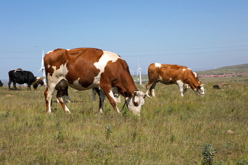 Fototapeta na wymiar Cows grazing on the grassland are eating grass