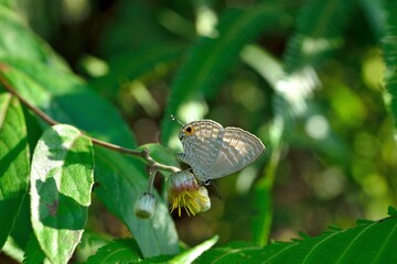 Butterfly (Jamides alecto dromicus) White corrugated butterfly. 