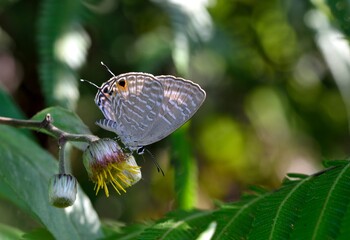 Butterfly (Jamides alecto dromicus) White corrugated butterfly. 