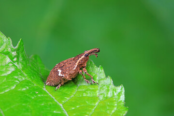 weevil is on the leaves outdoors
