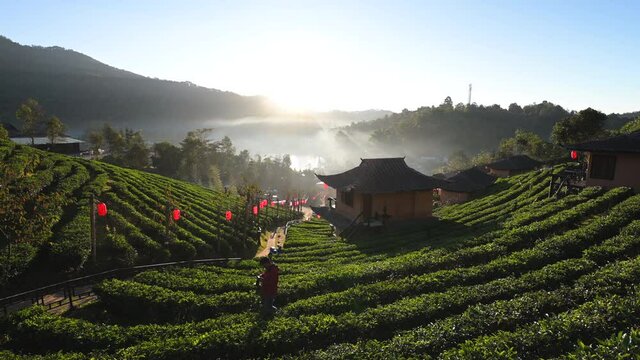 Rearview of man photographing terraced tea field in Ban Rak Thai village in Mae Hong Son, Thailand. Concept of winter travel famous tourist attraction.
