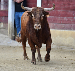 fighting bull with big horns running on spanish bullring