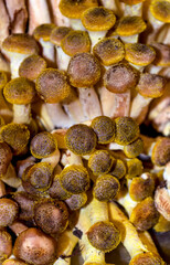 Edible mushrooms forest honey agarics