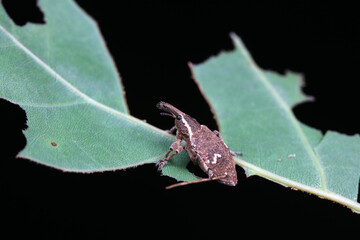 weevil is on the leaves outdoors