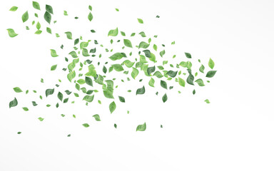 Mint Greenery Tree Vector White Background 