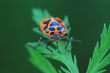Stink bug on green leaves in the nature