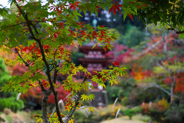 joruri-ji temple in kyoto