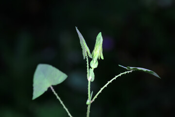 Chinese medicinal plant Polygonum scandens