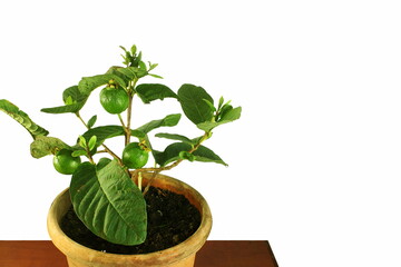 young green guava fruit on plant in pot in white background