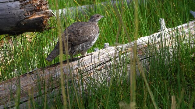 Single Grouse walking on a log in the sun.